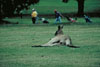 Känguruh auf einem Golfplatz