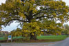 Eichenbaum im Oktober