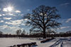 Eichenbaum im Schnee