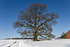 Eichenbaum im Schnee
