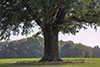 Eichenbaum im Oktober