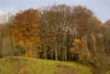 Wald in Herbstfärbung