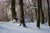 Buchenwald mit Schnee