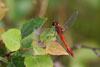 Rote Libelle