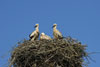 Nachwuchs im Nest