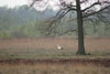 Storch im Moor